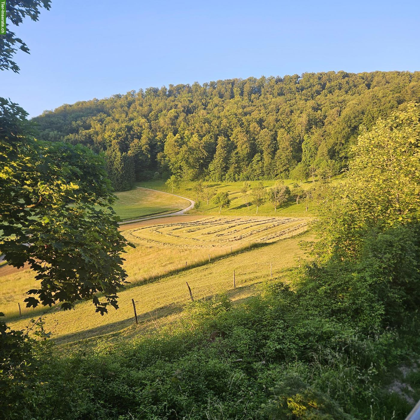 Bild 6: Pferdepension in Gansingen, ein Zuhause für Pferde