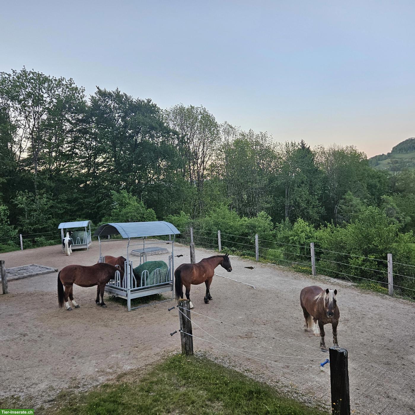 Bild 9: Pferdepension in Gansingen, ein Zuhause für Pferde