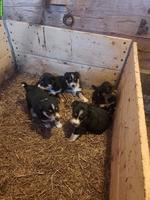 Appenzeller Bläss Welpen vom Bauernhof