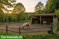 Pensionsstall für 2 Mini-Shettys gesucht