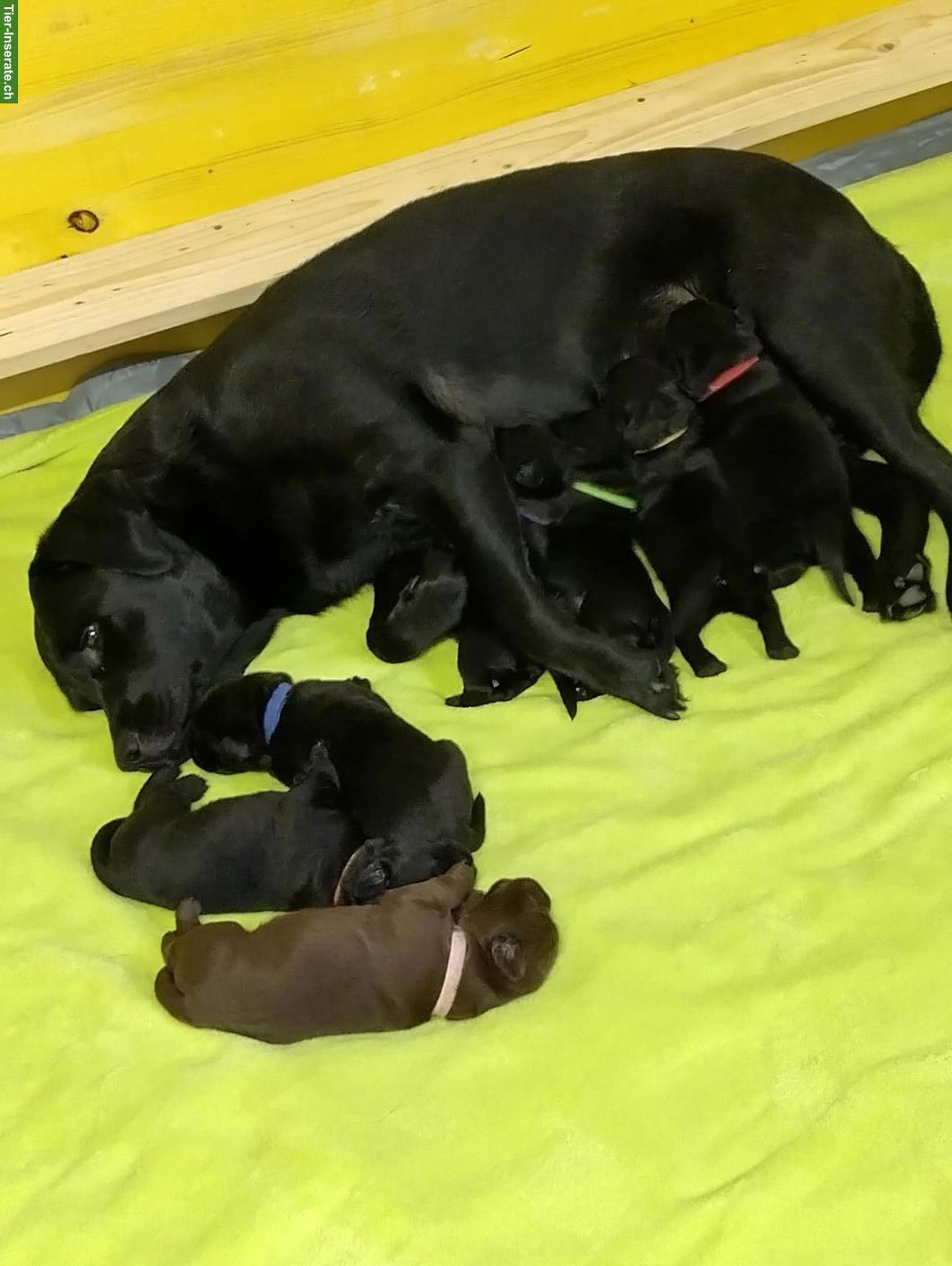 Reinrassiger Labrador Deckrüde GESUCHT