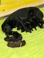 Reinrassiger Labrador Deckrüde GESUCHT