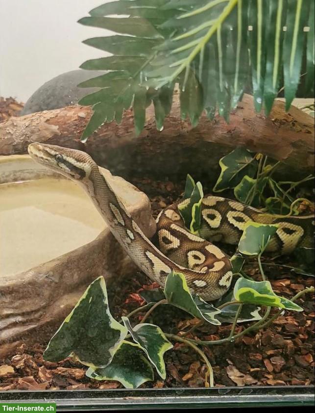 Königspython Phantom Pastel Yellow Belly mit Terrarium & Unterschrank