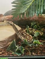 Königspython Phantom Pastel Yellow Belly mit Terrarium & Unterschrank
