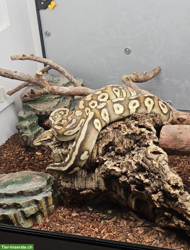 Bild 2: Königspython Phantom Pastel Yellow Belly mit Terrarium & Unterschrank