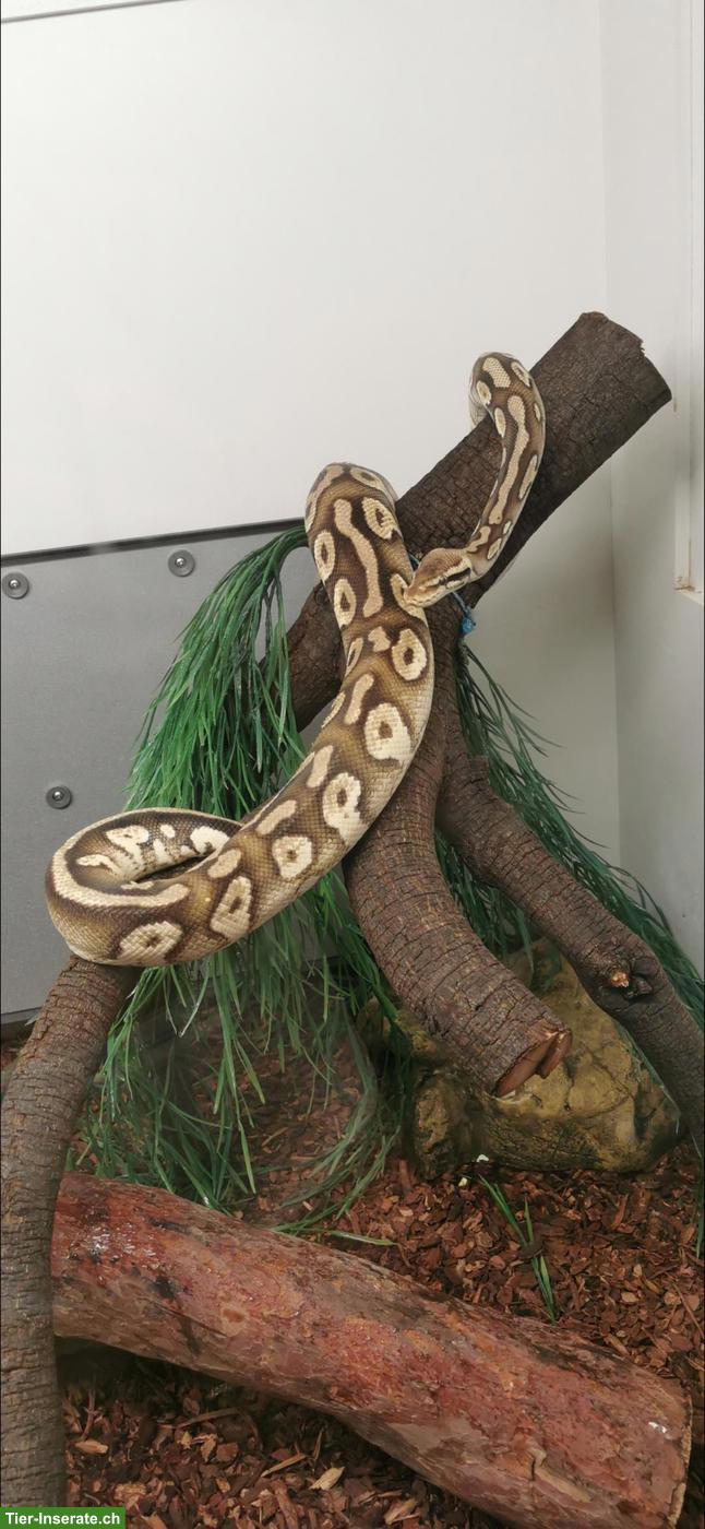 Bild 3: Königspython Phantom Pastel Yellow Belly mit Terrarium & Unterschrank
