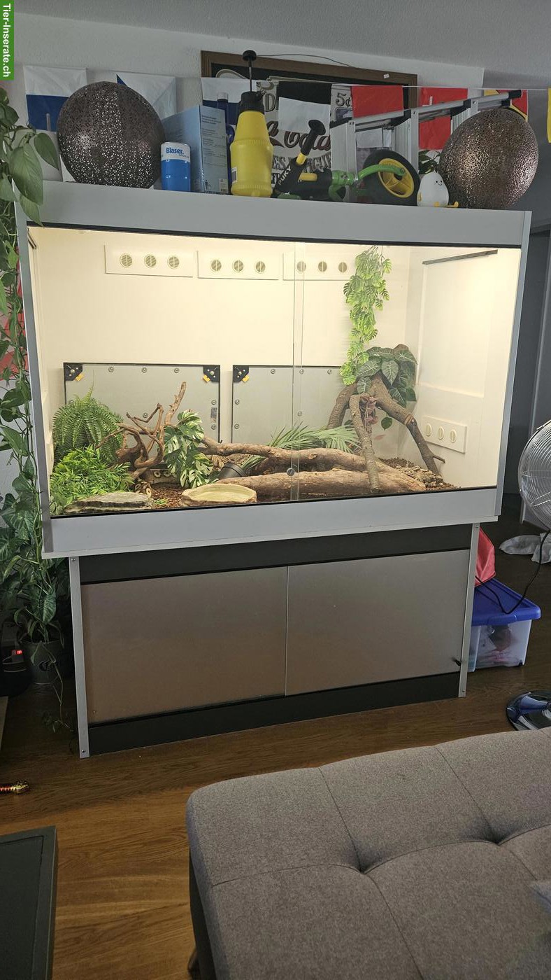 Bild 4: Königspython Phantom Pastel Yellow Belly mit Terrarium & Unterschrank