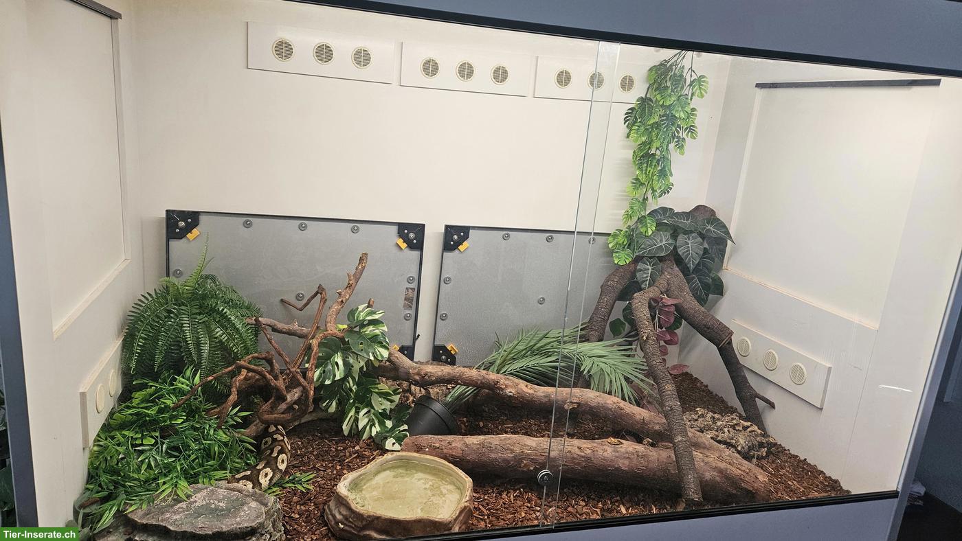 Bild 5: Königspython Phantom Pastel Yellow Belly mit Terrarium & Unterschrank