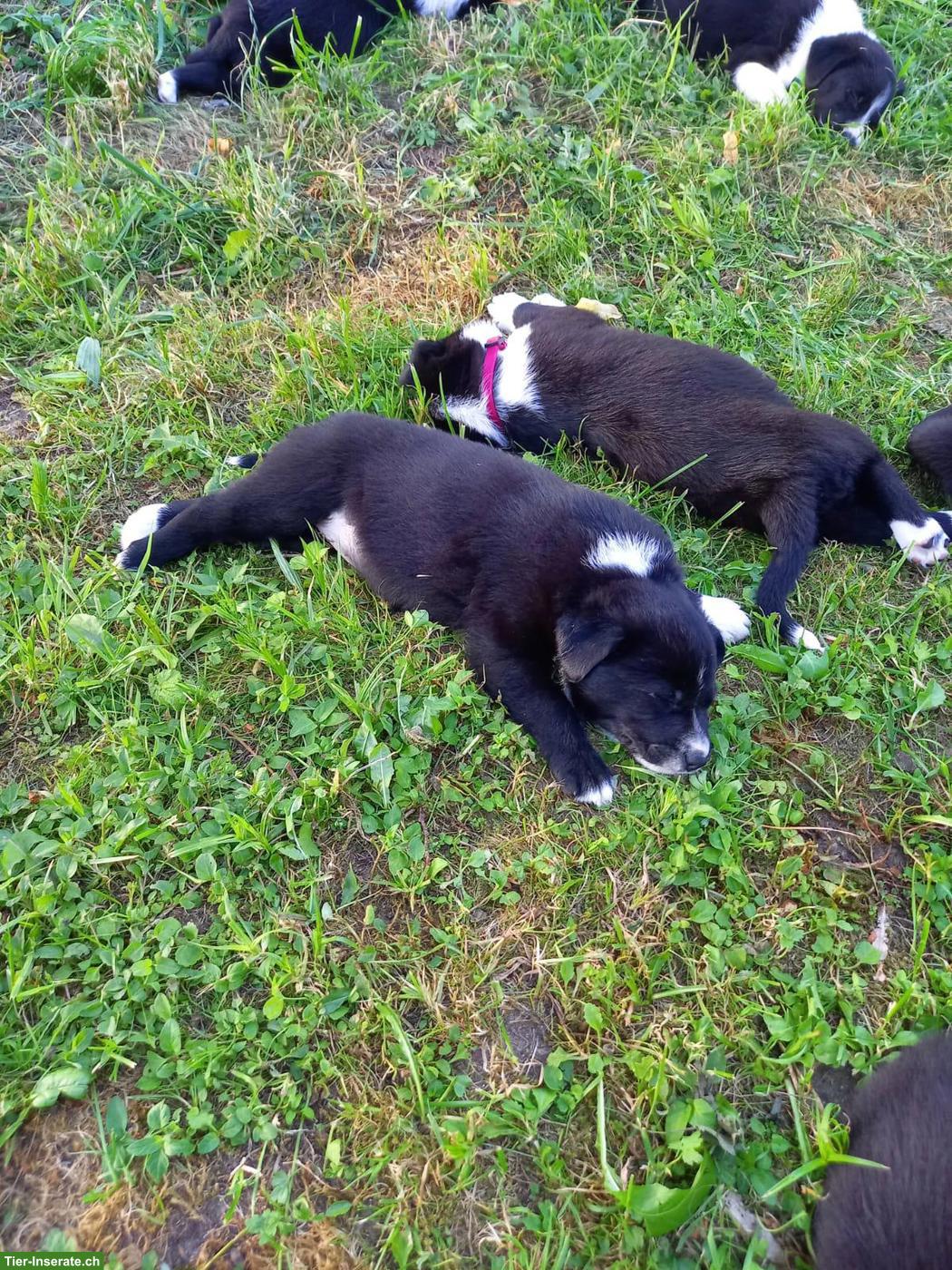 Border Collie x Appenzeller Mischlingswelpe, Weibchen