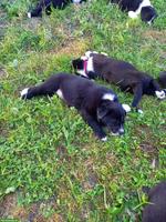 Border Collie x Appenzeller Mischlingswelpe, Weibchen