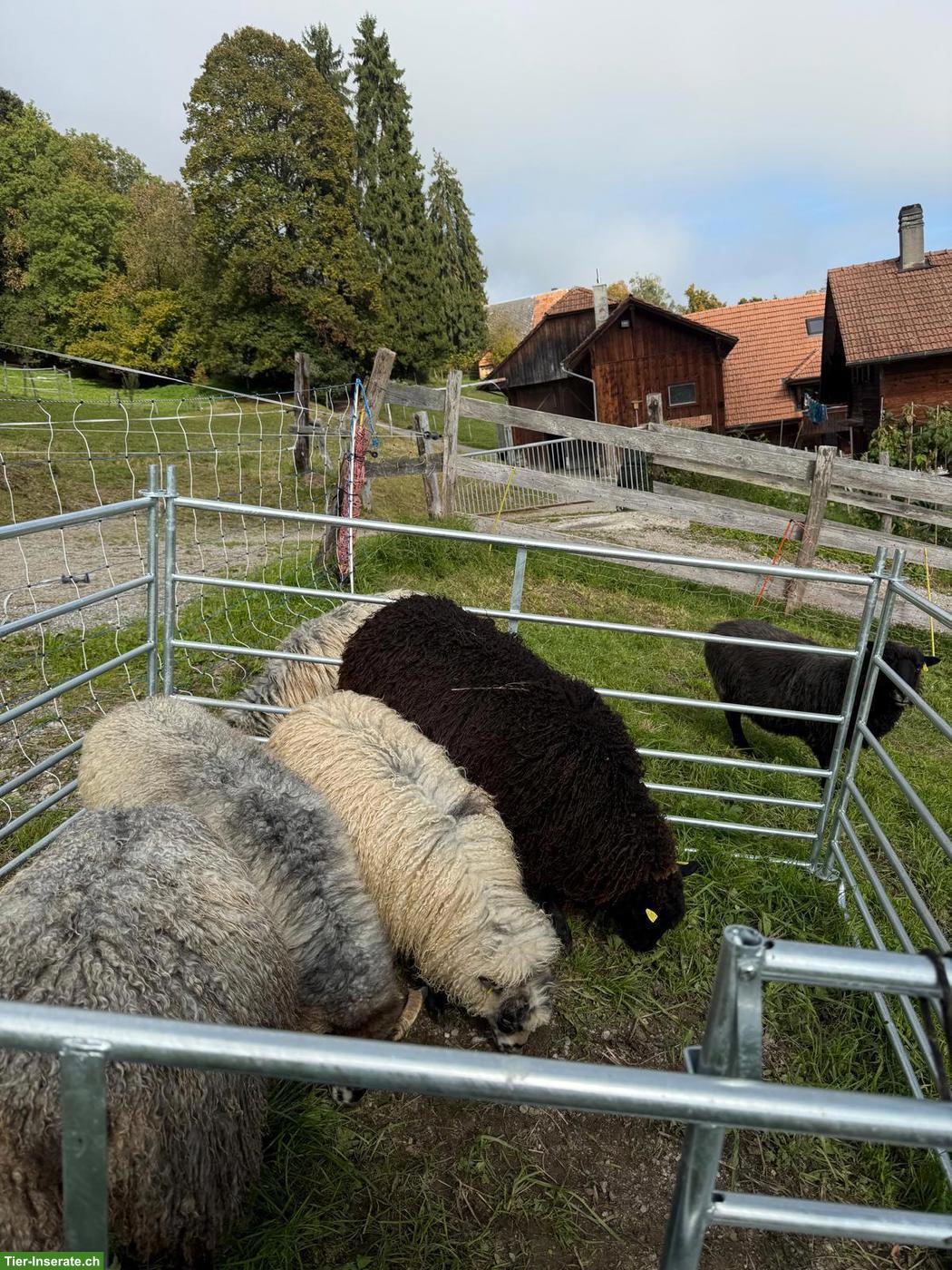 Bild 2: 6 Schafe zu verkaufen: Gotlandschafe & Skudden (Auen)