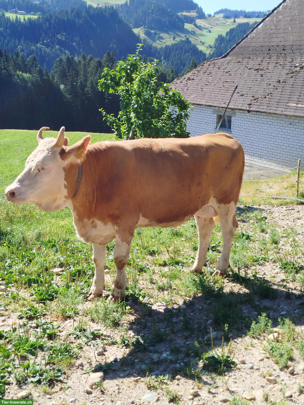 Schöne Simmentaler Jungkuh Code 60