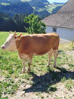 Schöne Simmentaler Jungkuh Code 60