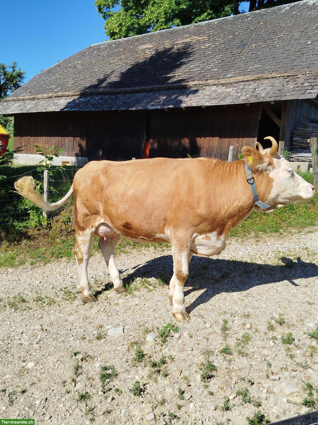 Bild 2: Schöne Simmentaler Jungkuh Code 60
