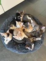 6 Maine Coon Mix Kitten suchen Zuhause mit späterem Freigang
