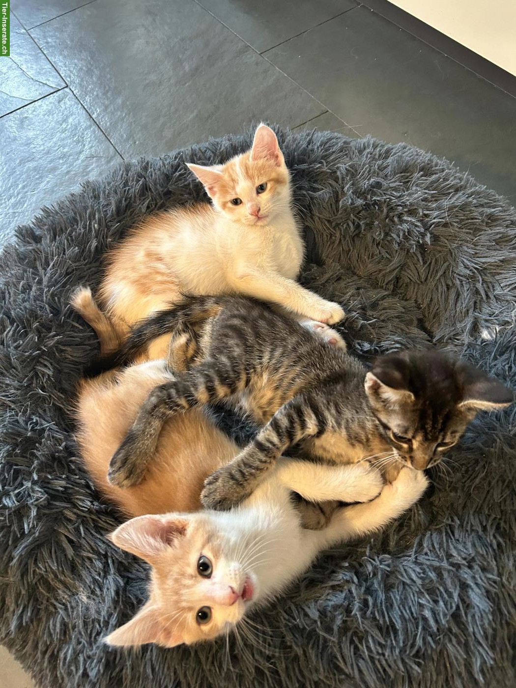 Bild 2: 6 Maine Coon Mix Kitten suchen Zuhause mit späterem Freigang