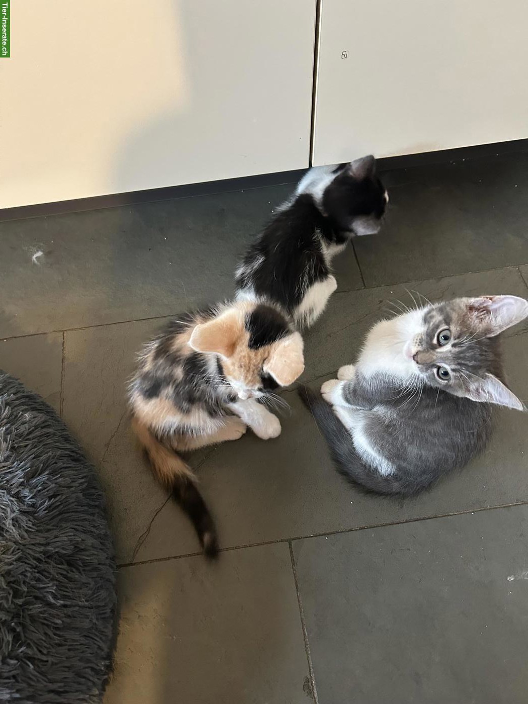 Bild 3: 6 Maine Coon Mix Kitten suchen Zuhause mit späterem Freigang