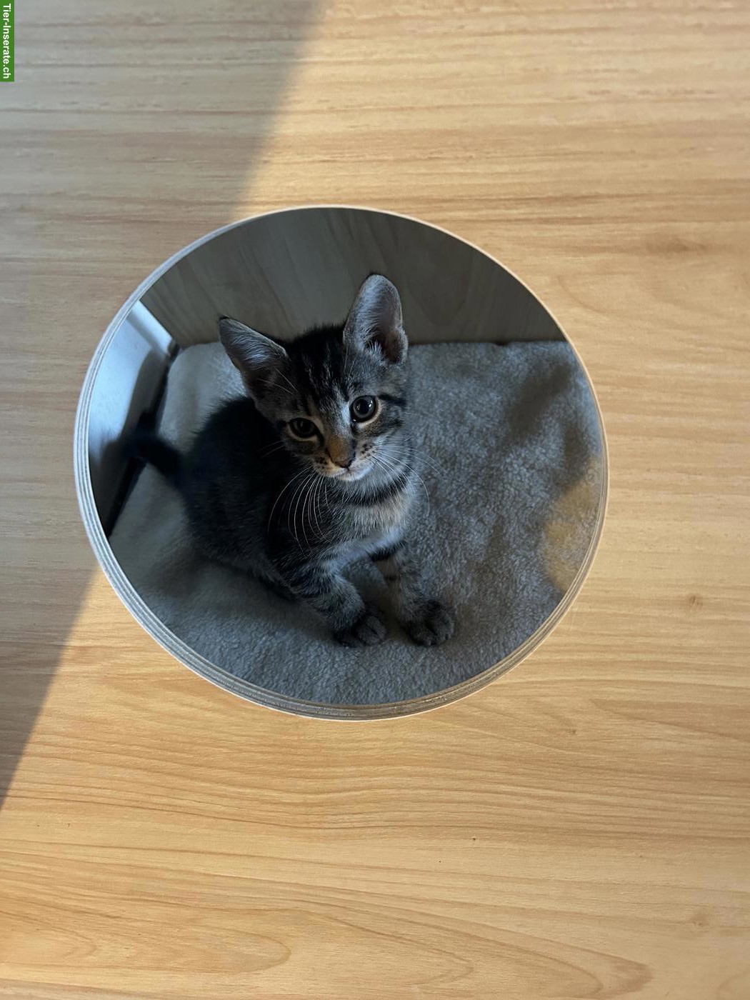 Bild 4: 6 Maine Coon Mix Kitten suchen Zuhause mit späterem Freigang