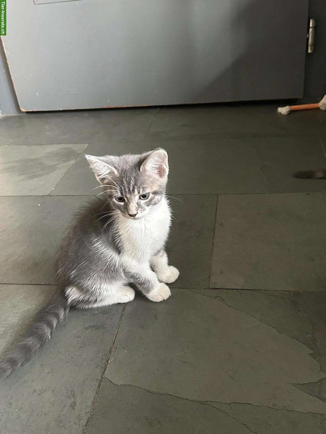 Bild 5: 6 Maine Coon Mix Kitten suchen Zuhause mit späterem Freigang