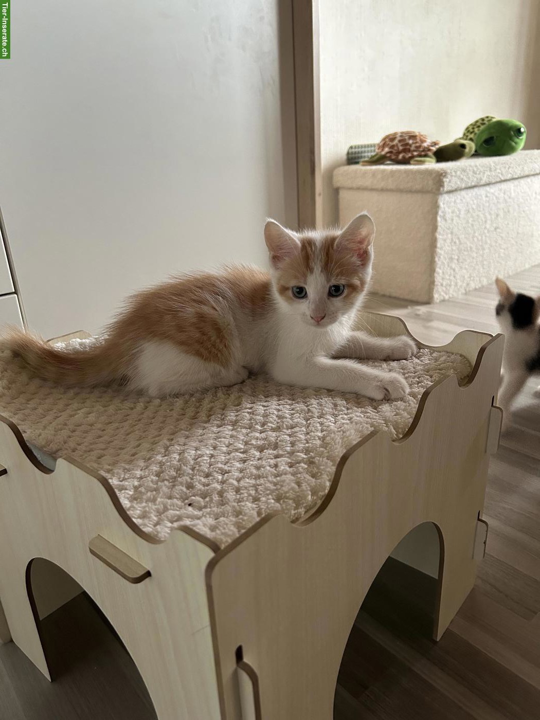 Bild 6: 6 Maine Coon Mix Kitten suchen Zuhause mit späterem Freigang