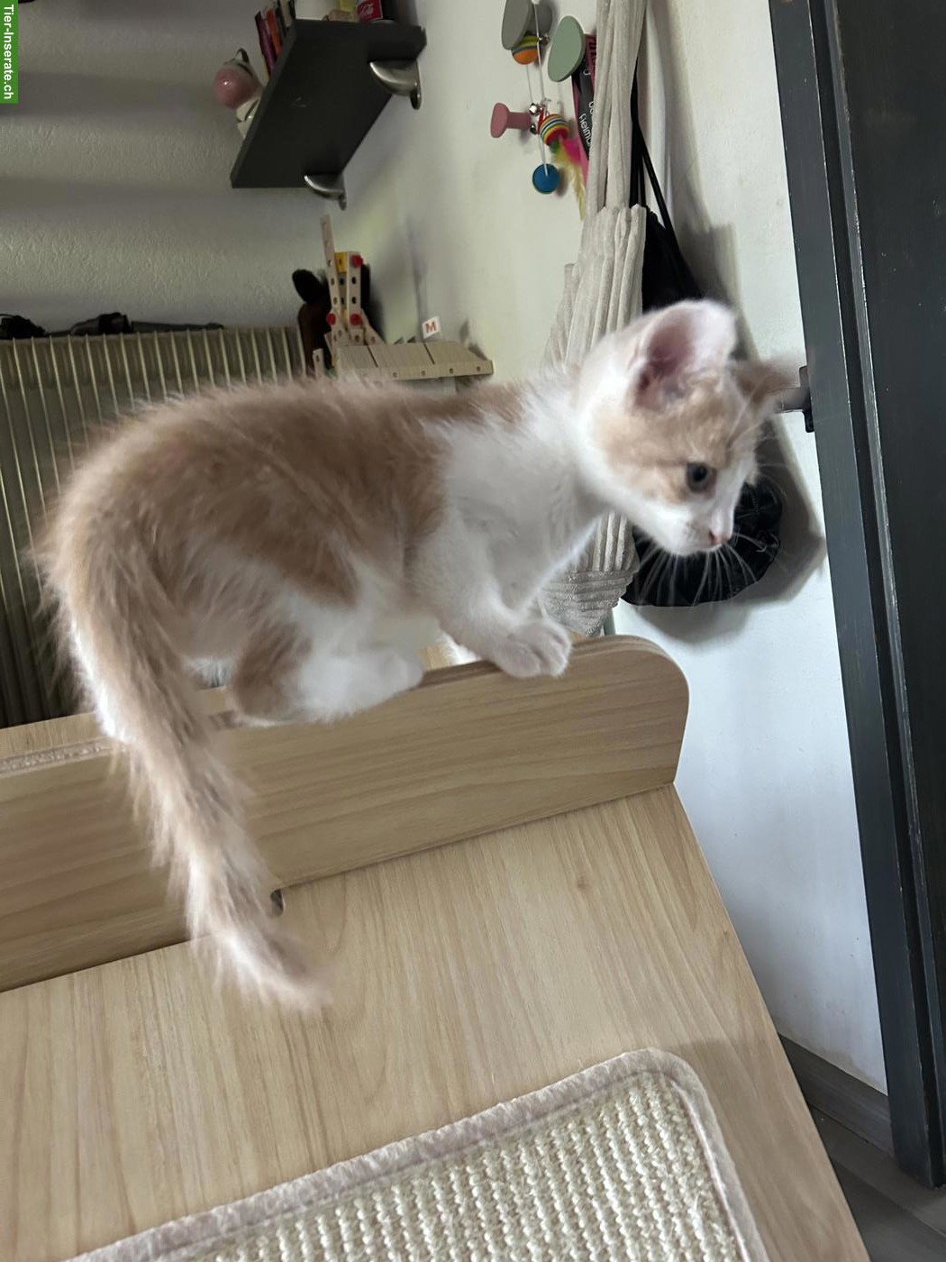 Bild 7: 6 Maine Coon Mix Kitten suchen Zuhause mit späterem Freigang