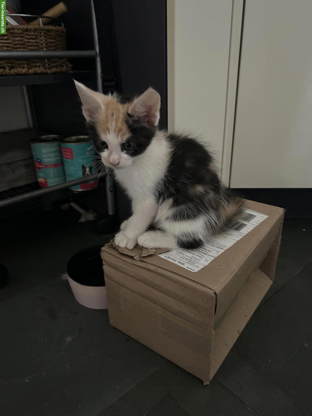 Bild 8: 6 Maine Coon Mix Kitten suchen Zuhause mit späterem Freigang