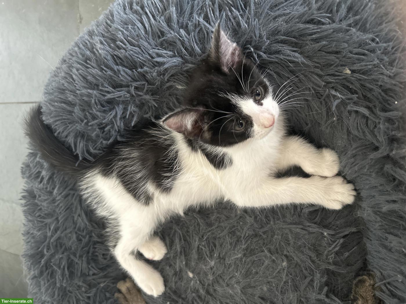 Bild 9: 6 Maine Coon Mix Kitten suchen Zuhause mit späterem Freigang