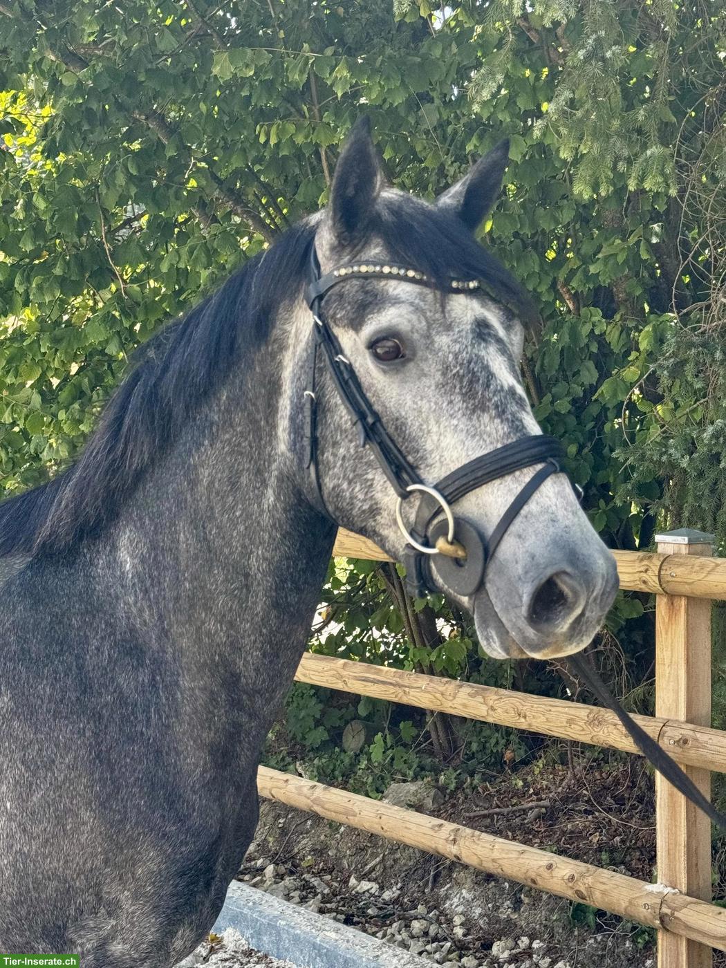 Connemara Pony, 3-jährig, Wallach, 1.52m