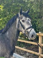 Connemara Pony, 3-jährig, Wallach, 1.52m