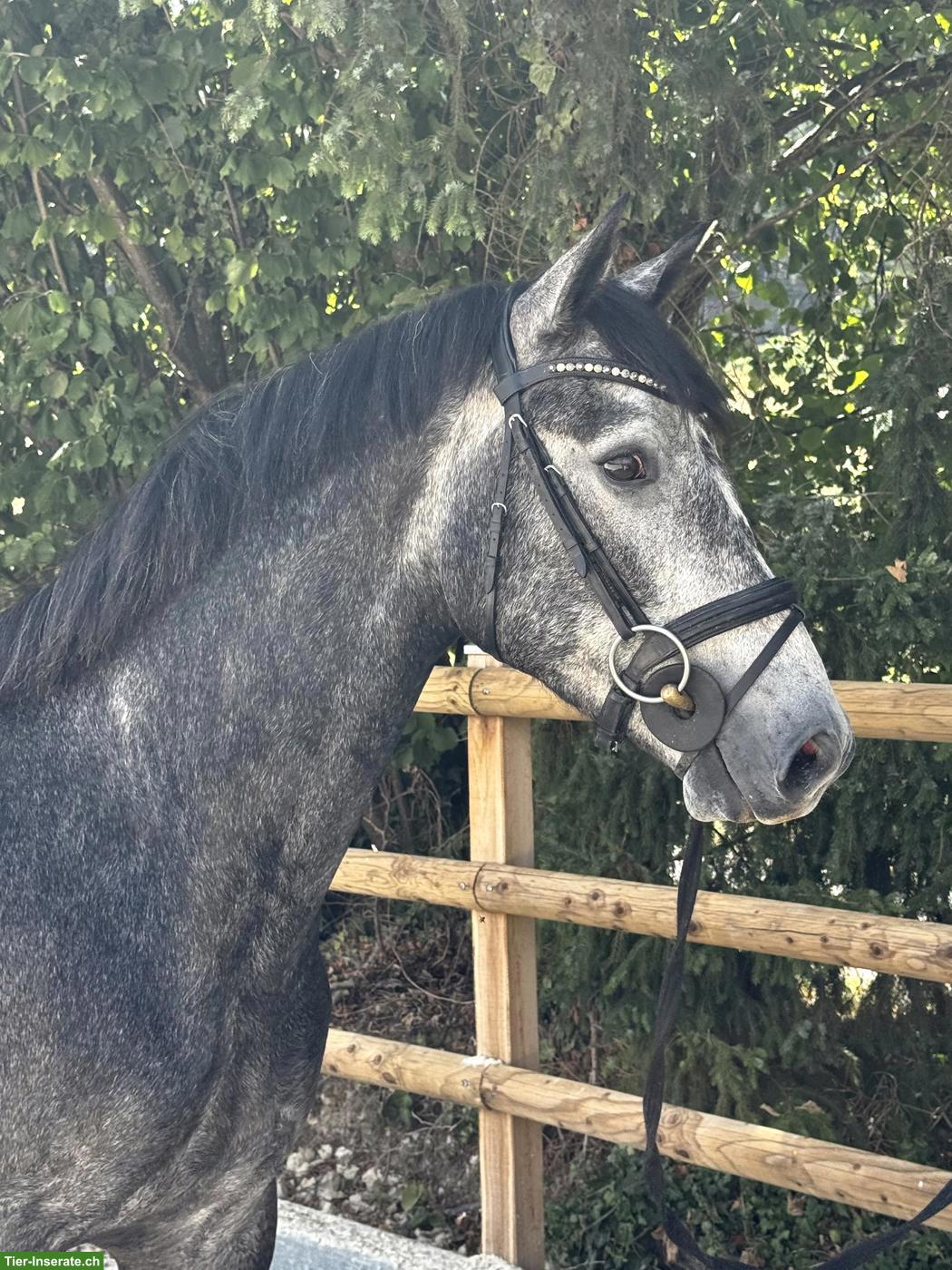 Bild 2: Connemara Pony, 3-jährig, Wallach, 1.52m