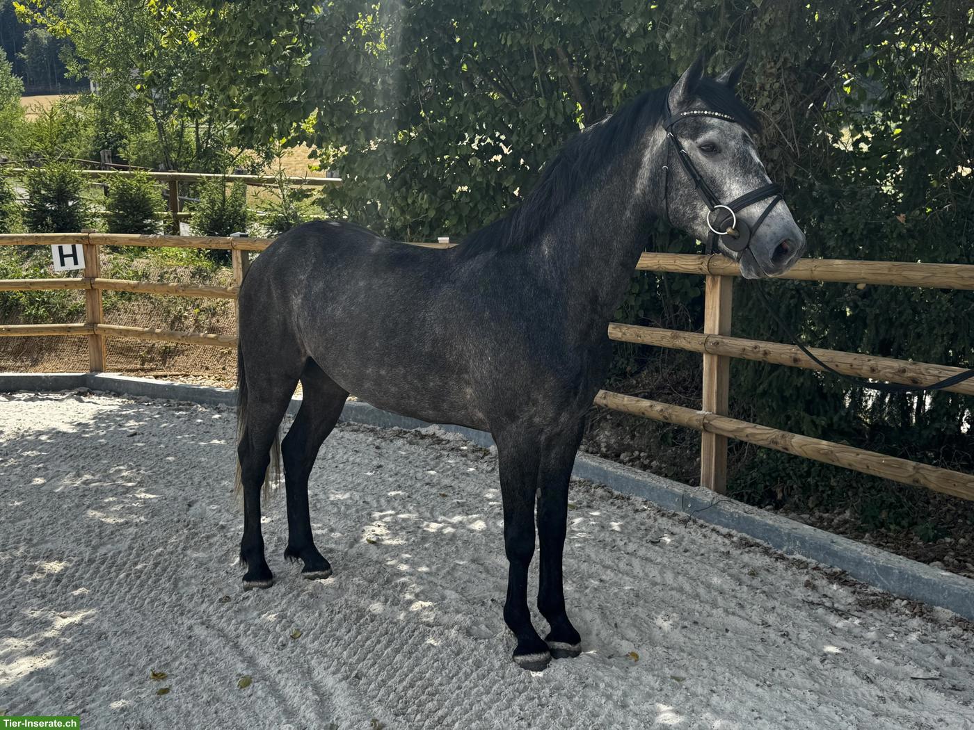 Bild 3: Connemara Pony, 3-jährig, Wallach, 1.52m