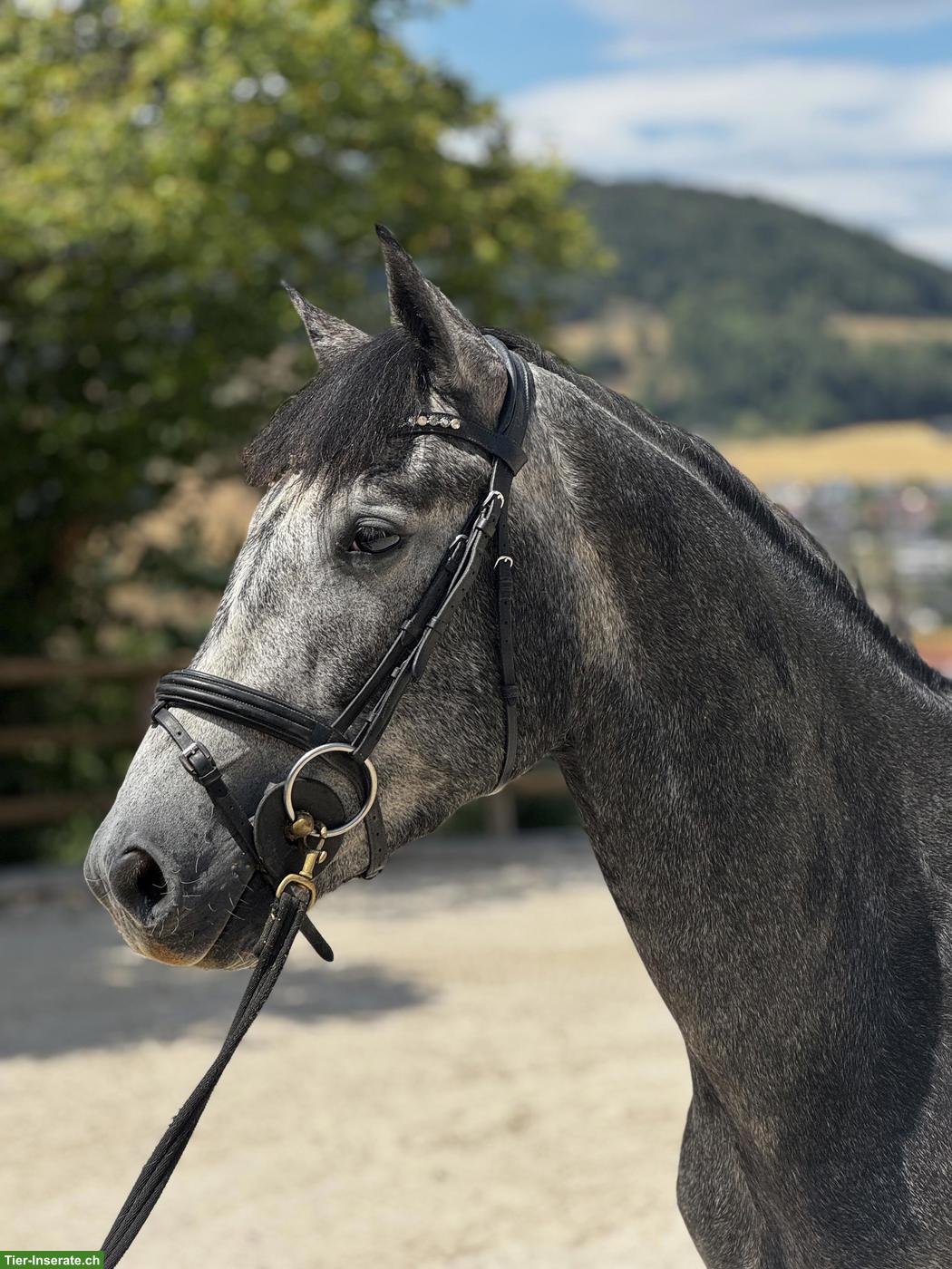 Bild 4: Connemara Pony, 3-jährig, Wallach, 1.52m