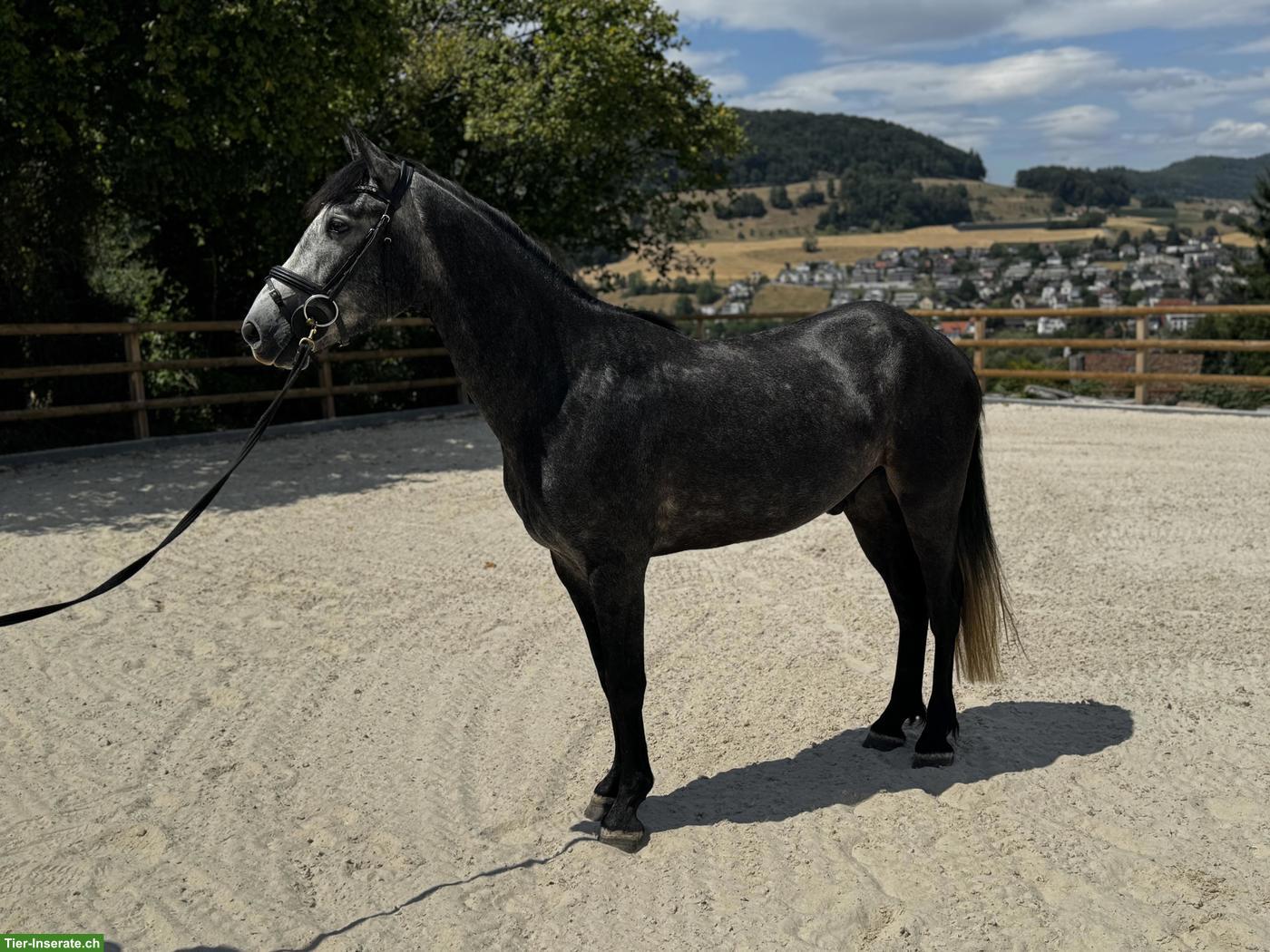 Bild 5: Connemara Pony, 3-jährig, Wallach, 1.52m