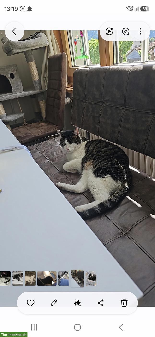 9-jähriger Kater sucht ein neues Zuhause