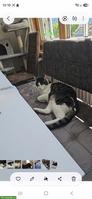 9-jähriger Kater sucht ein neues Zuhause