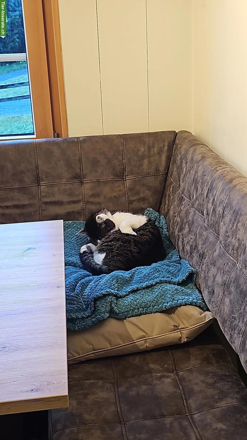 Bild 2: 9-jähriger Kater sucht ein neues Zuhause