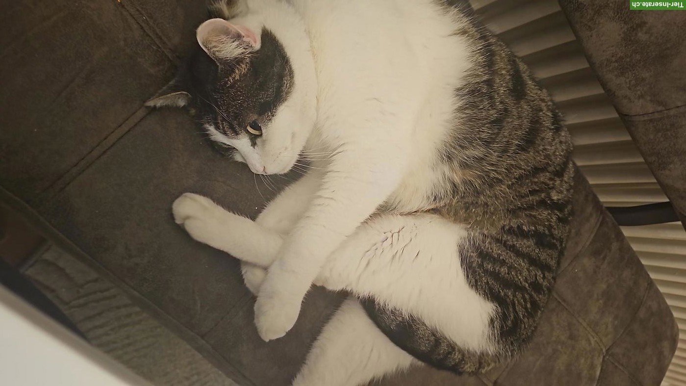 Bild 3: 9-jähriger Kater sucht ein neues Zuhause