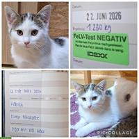 Junges Kätzchen, weiblich, Europäische Hauskatze