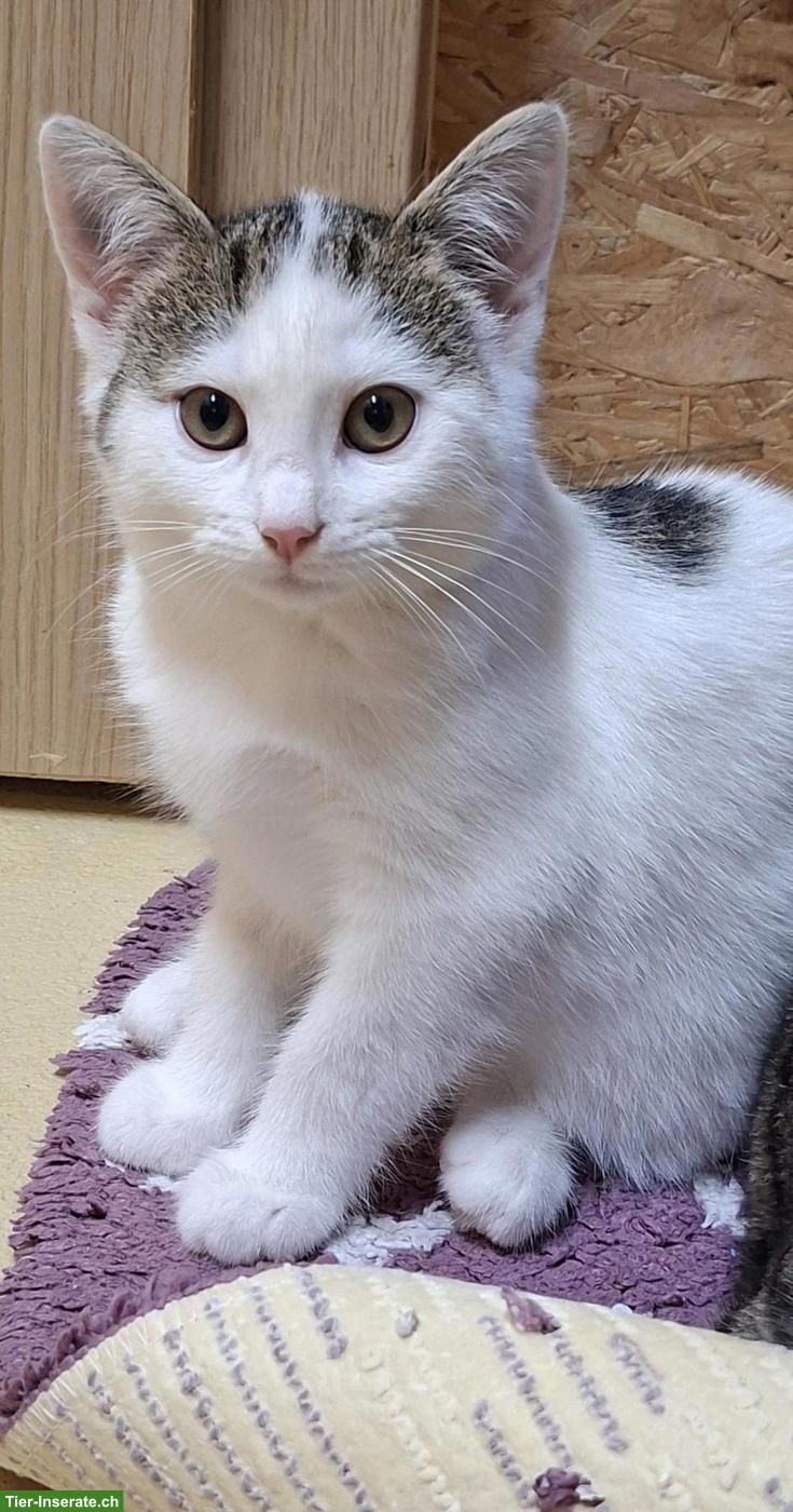 Bild 2: Junges Kätzchen, weiblich, Europäische Hauskatze