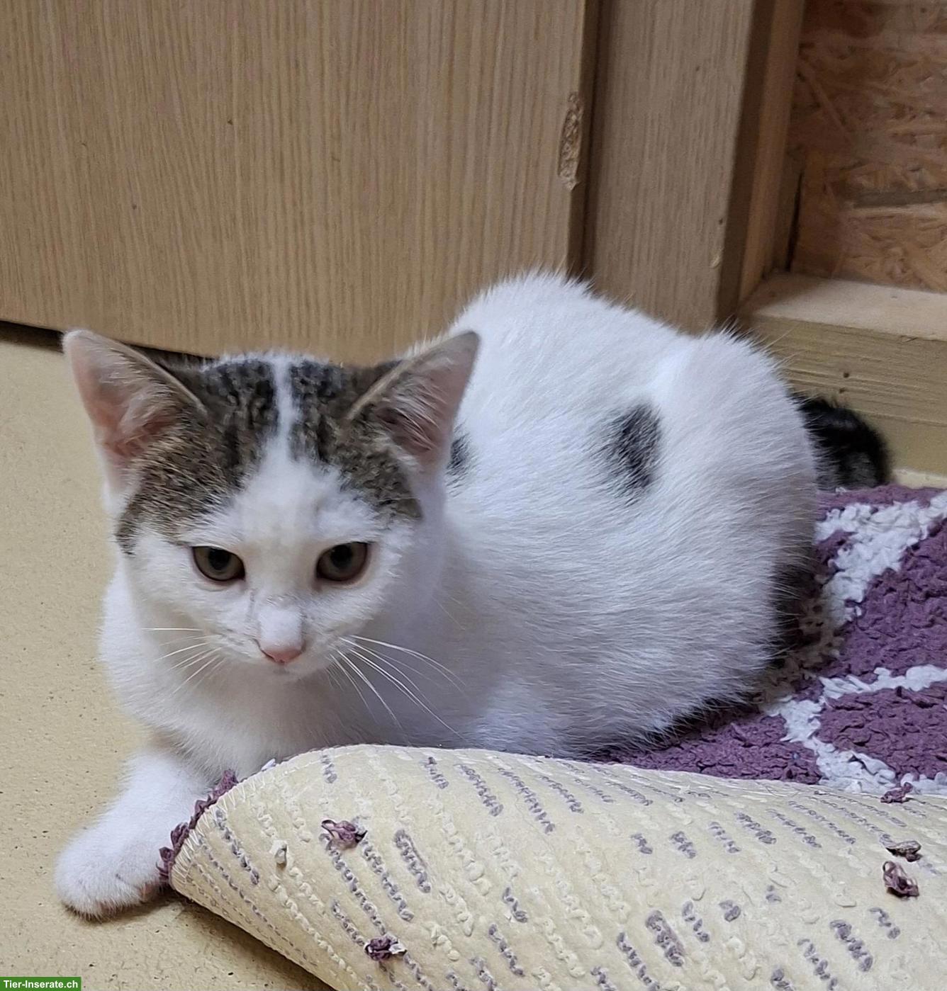 Bild 3: Junges Kätzchen, weiblich, Europäische Hauskatze