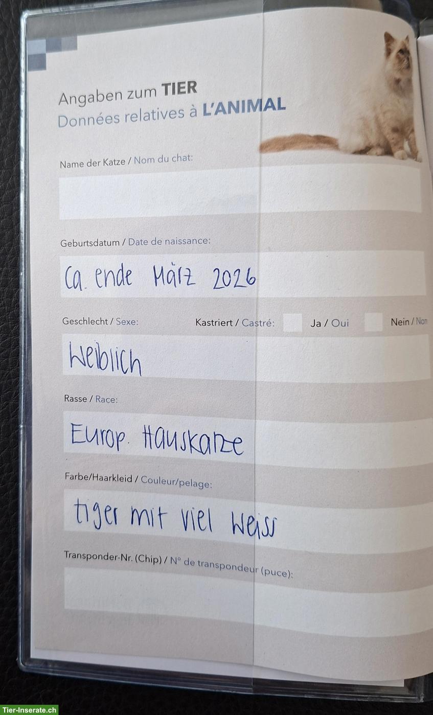 Bild 4: Junges Kätzchen, weiblich, Europäische Hauskatze