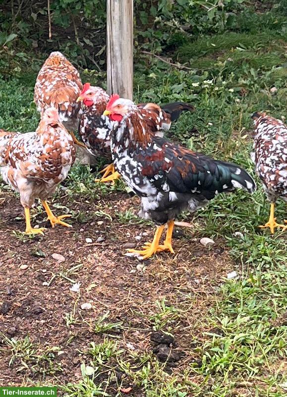 Junghahn gratis abzugeben, Schwedisches Blumenhuhn