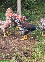 Junghahn gratis abzugeben, Schwedisches Blumenhuhn