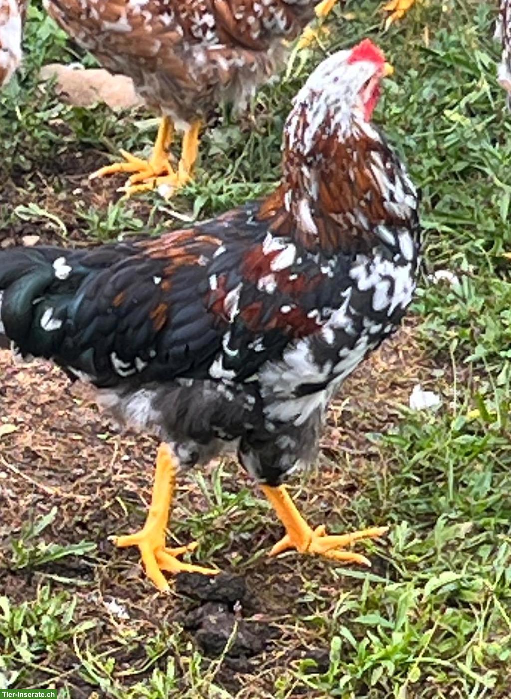 Bild 2: Junghahn gratis abzugeben, Schwedisches Blumenhuhn