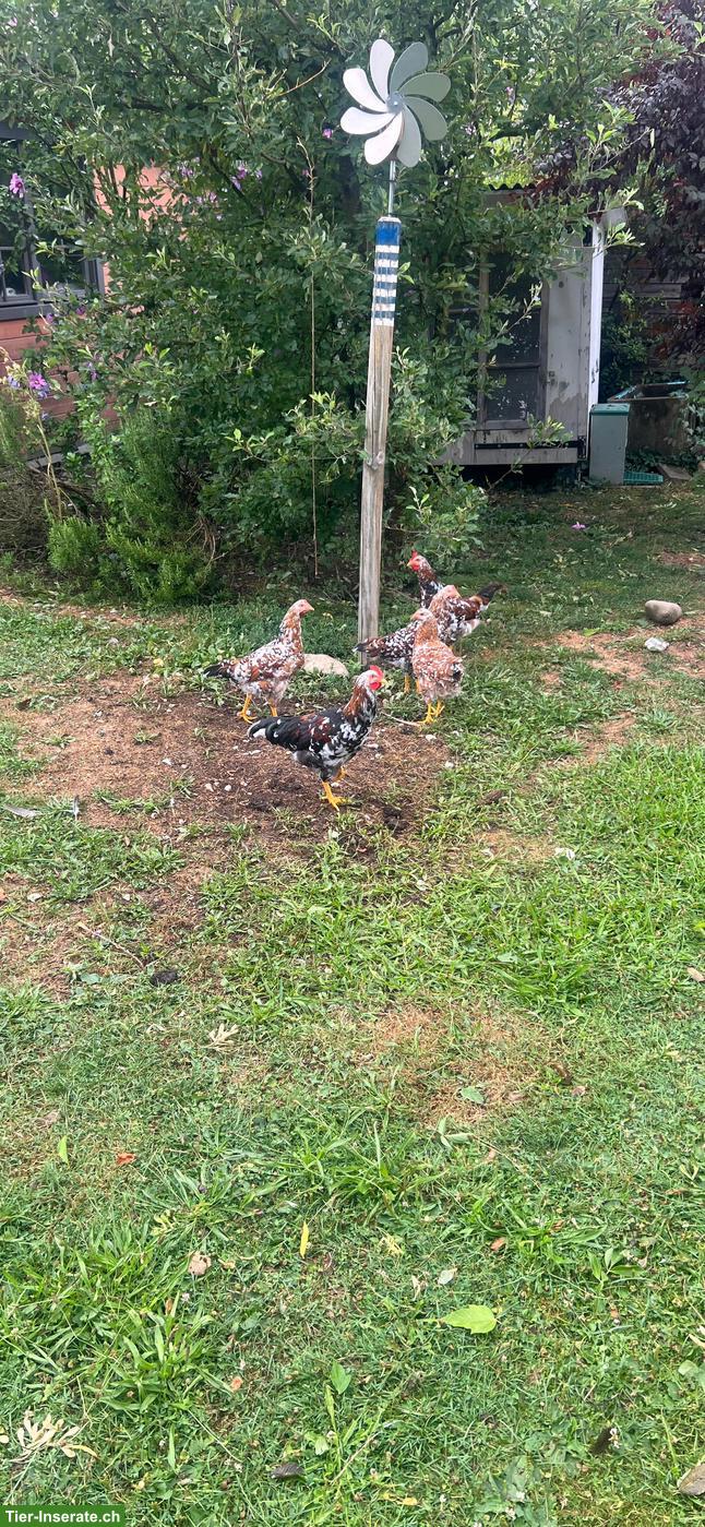 Bild 3: Junghahn gratis abzugeben, Schwedisches Blumenhuhn