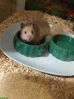 Teddyhamster Weibchen inkl. Terrarium