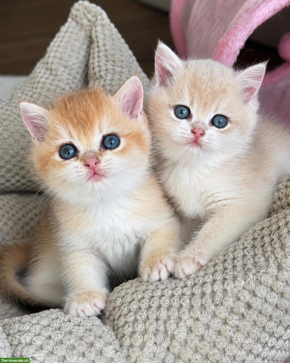 Britisch Kurzhaar Kitten, black golden shell & blue golden shell