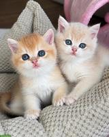 Britisch Kurzhaar Kitten, black golden shell & blue golden shell