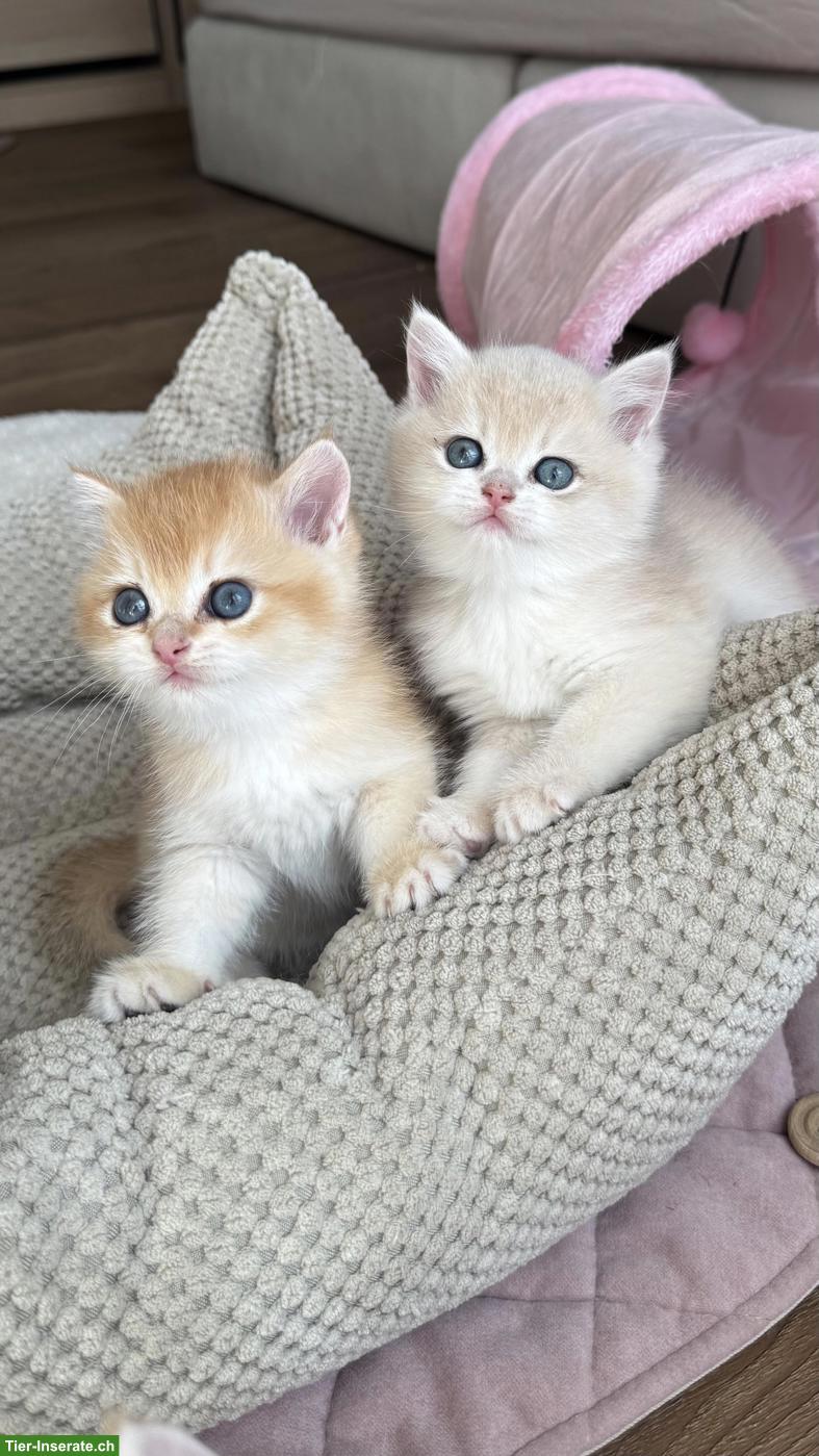Bild 2: Britisch Kurzhaar Kitten, black golden shell & blue golden shell
