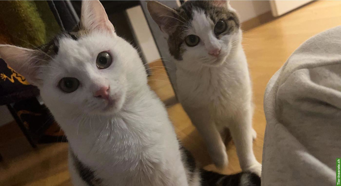 Bild 2: Katzengeschwister Simba & Mila suchen dringend liebevolles Zuhause